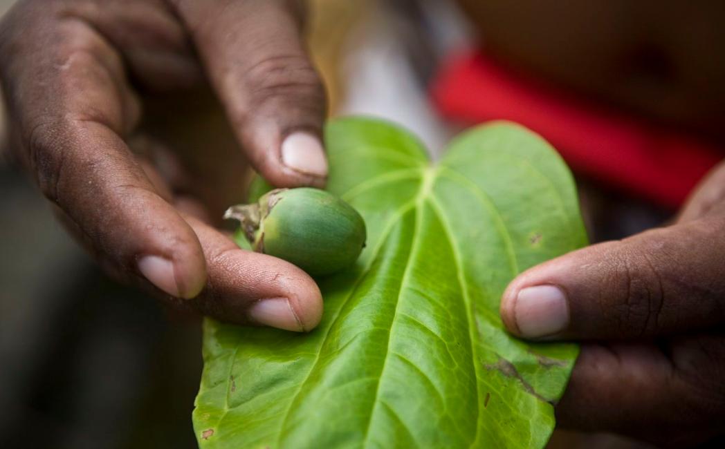 嚼槟榔到底有多大的危害,槟榔的毒性到底有多强