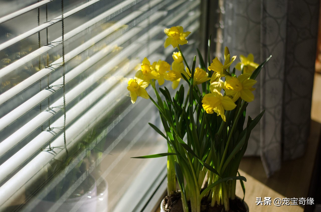 铲屎官必须要知道的猫咪常见疾病,铲屎官对猫有什么危害