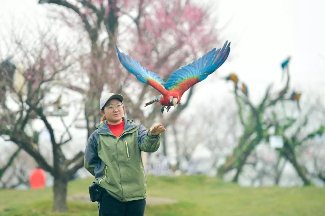 12岁少年鸟神,12岁天才少年懂鸟语