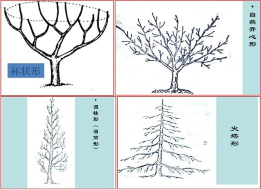 最全最完整的园林植物整形修剪技术规范(转自农林慧小妹,收藏)