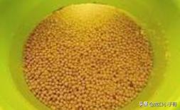 农村土法做黄豆酱需要晒干,河南中牟土法自制黄豆酱的全过程