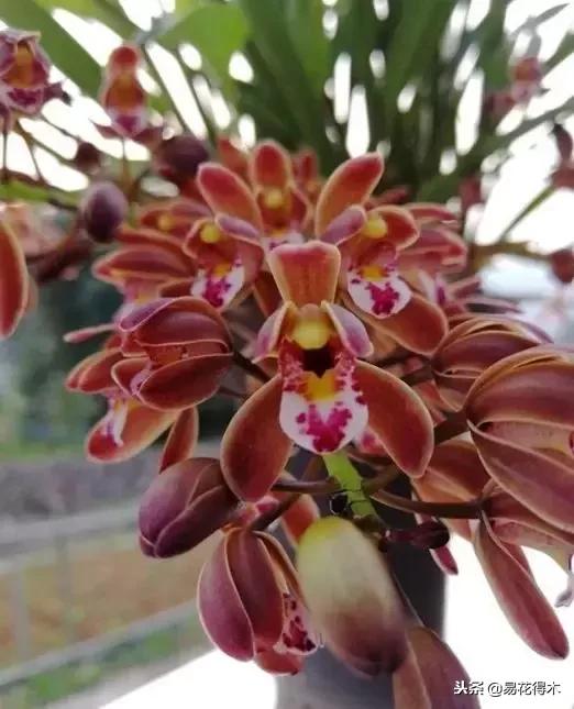 蜜蜂兰和兰花有什么不一样,极品兰花蜜蜂兰