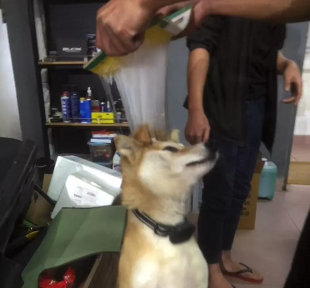 老鼠没抓着,却粘到了宠物狗!拔丝狗头了解一下?