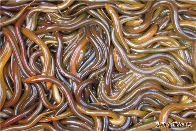 黄鳝养殖技术稻田黄鳝养殖方法,稻田养黄鳝耕地期会伤害黄鳝吗