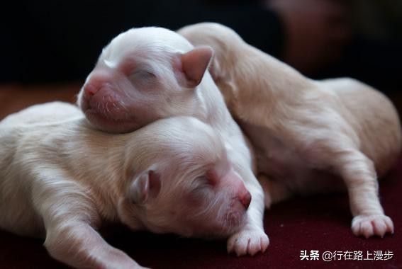 空囊最主要的原因是什么,空窝的原因