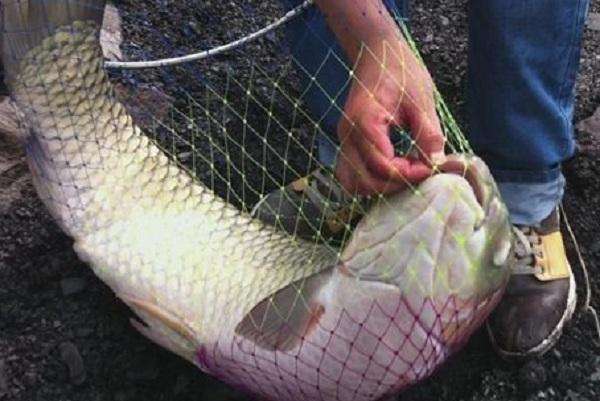 防止钓鱼脱钩跑鱼口诀,钓鱼怎么防止脱钩