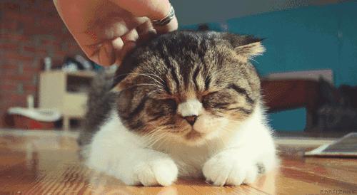 摸猫咪的时候猫咪咬人怎么纠正,怎么改正猫咪爱咬人手玩的习惯