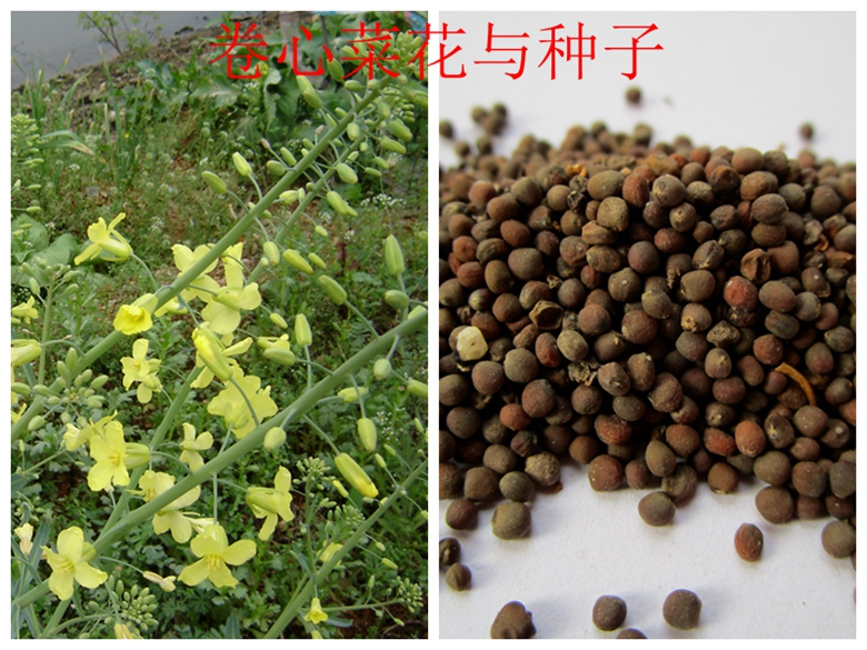 甘蓝蔬菜档案介绍,十种蔬菜卷心菜