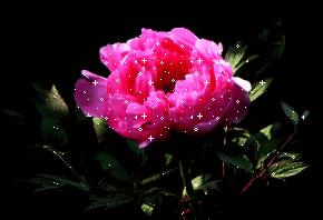 4月1日愚人节的祝福语,4.1日愚人节怎么来的