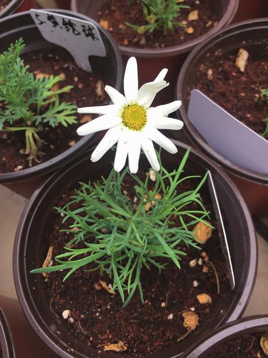 便宜又好种的小苗,便宜苗子