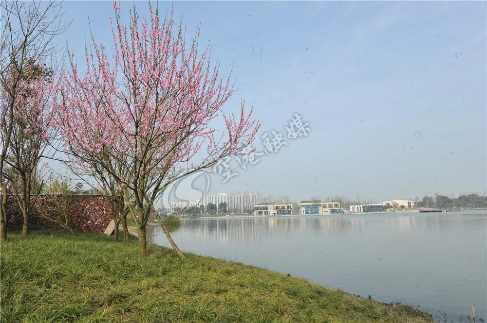 2020年4月成都双流赏花地点,双流踏青赏花地