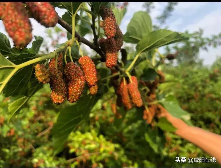 咸阳人:周末,到兴平摘桑葚走!