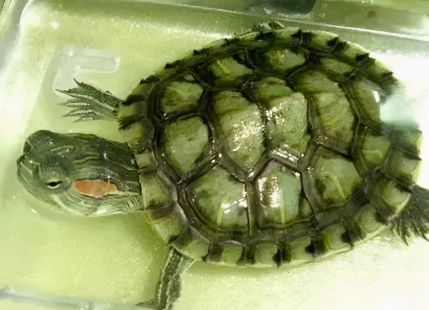 龟类大百科,大眼睛龟类