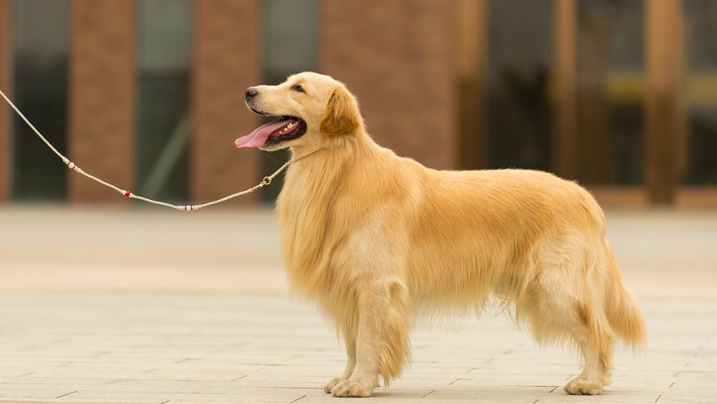 狗尾巴怎么样才是卷尾狗,狗尾巴向上翘是不是不纯