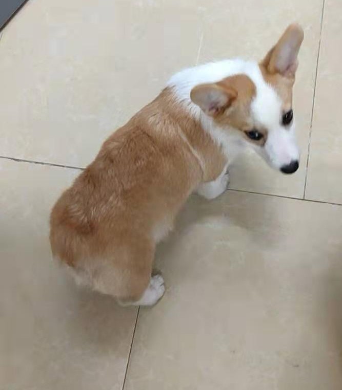 第一次养狗柯基,第一次养狗建议柯基还是比熊好