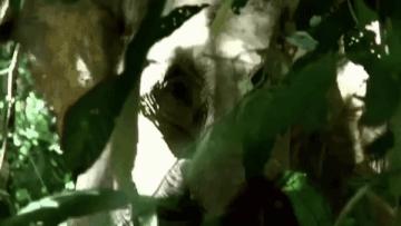 大象保护日,世界大象日最新消息