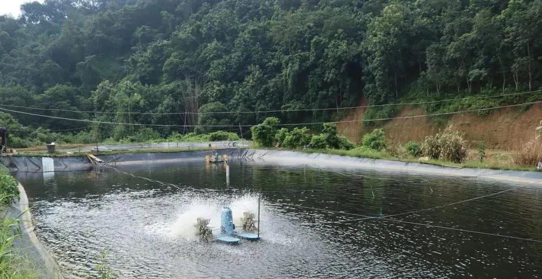 对虾红体防治的最佳办法,对虾红须红尾的原因和处理方法