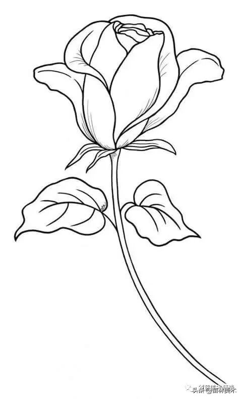 工笔花卉线稿和色稿,花卉白描线稿