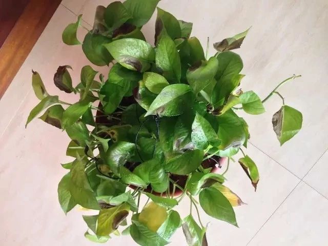 绿萝怎么养着都长黑斑点死了,绿萝根部发黑腐烂叶子发黄怎么办