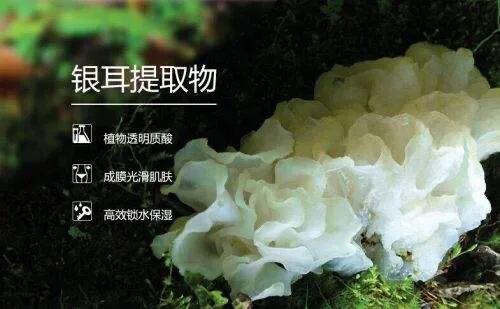 银耳多糖是在银耳里面提取的吗,卉芷蓝心护肤品