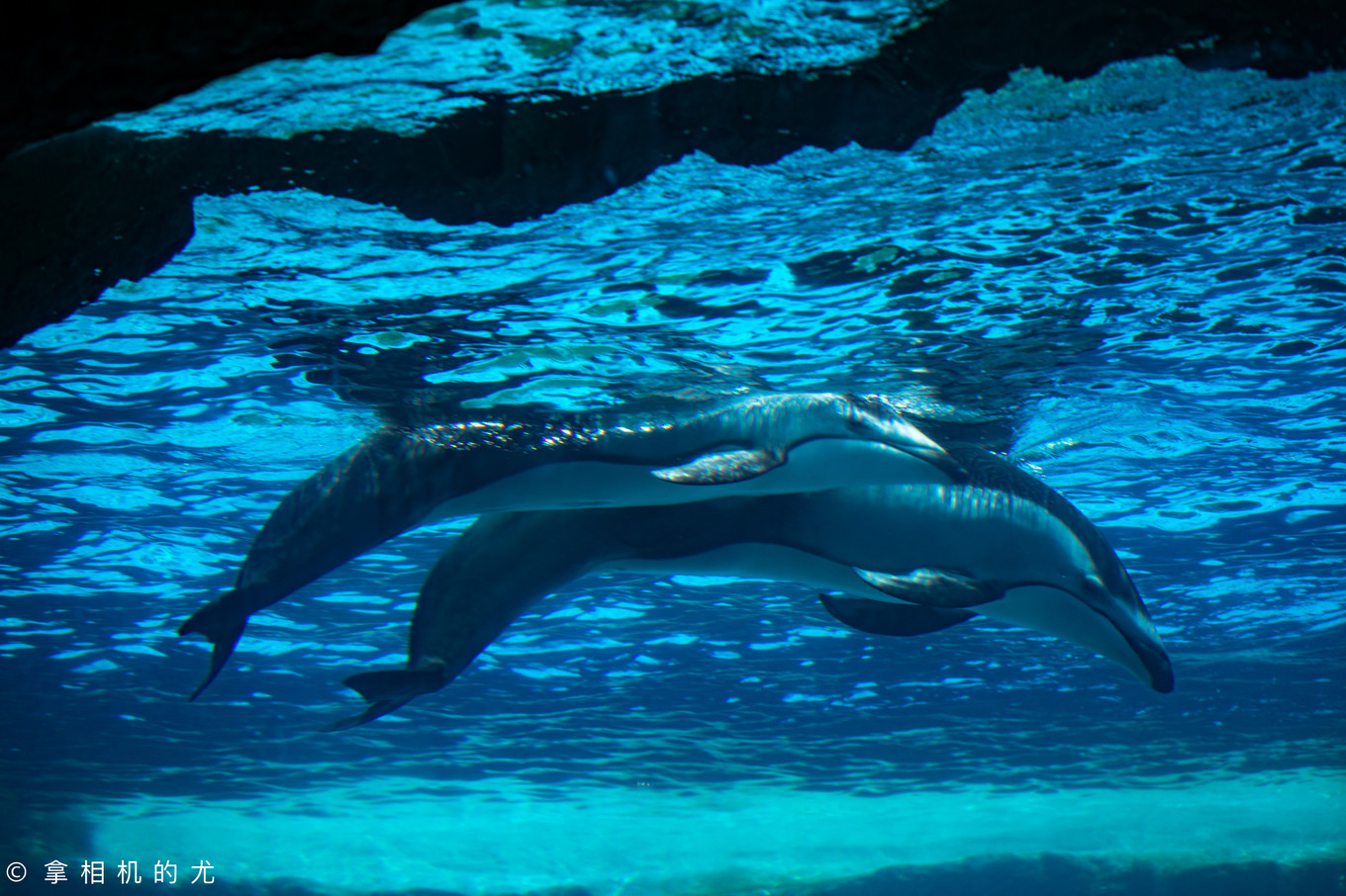 珠海横琴长隆海洋王国游玩全攻略,珠海长隆海洋王国跟香港海洋公园