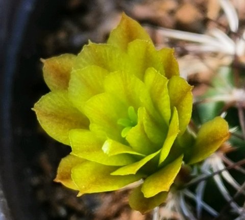 101仙人球,101个仙人球品种