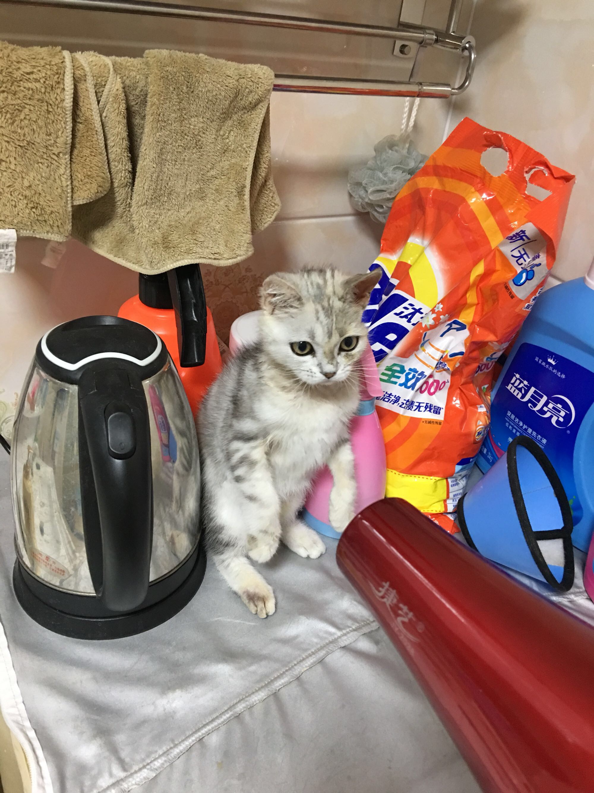 猫藓不可怕,对抗它需要的不仅仅是药物,更需要时间与耐心