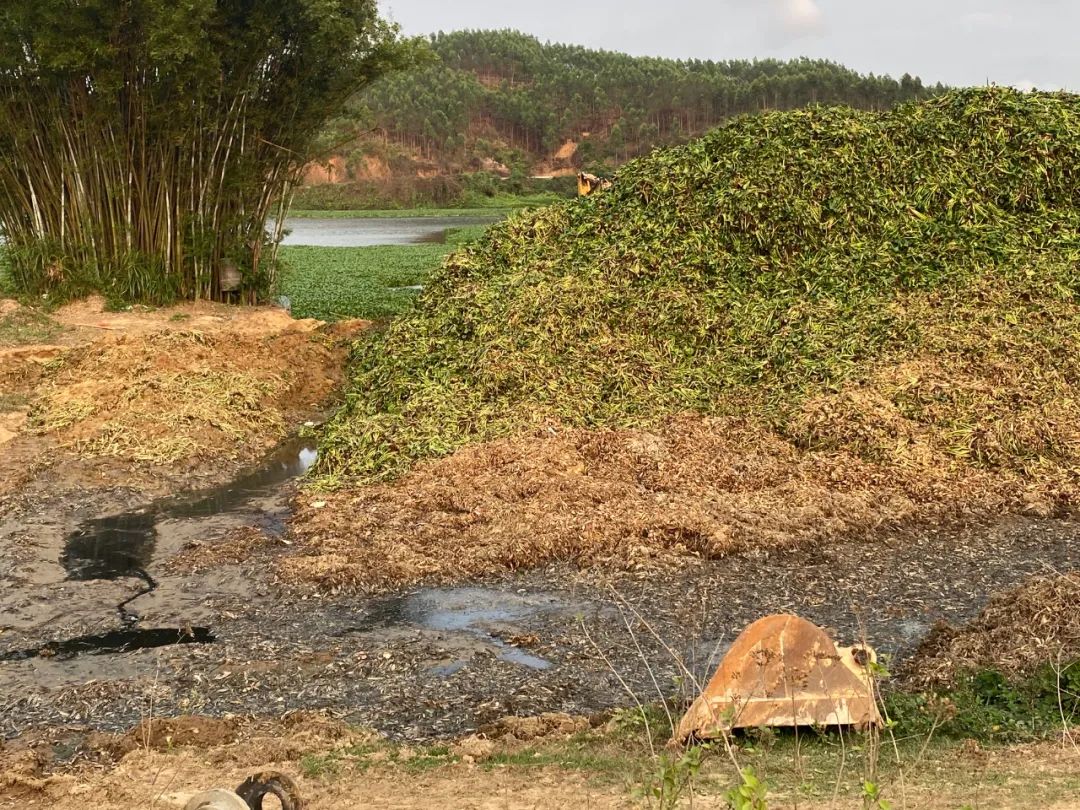 对水浮莲开战阳春清漂任务84万平方米,每天至少清漂8万平方米