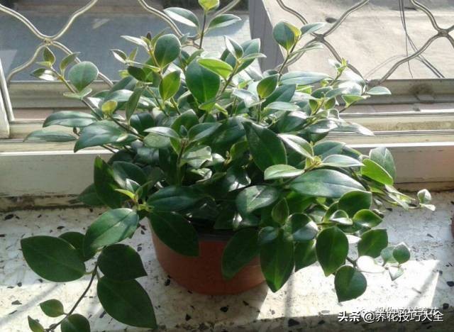 养花必备四种调料,养花最好的4种料