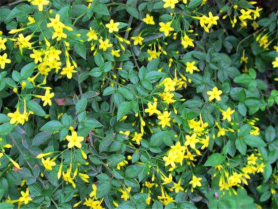 号称开花机器四季开花爆盆,好养活易爆盆的开花机器