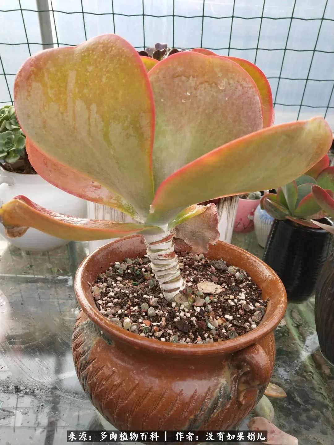 明人不说暗话，我为多肉而来！