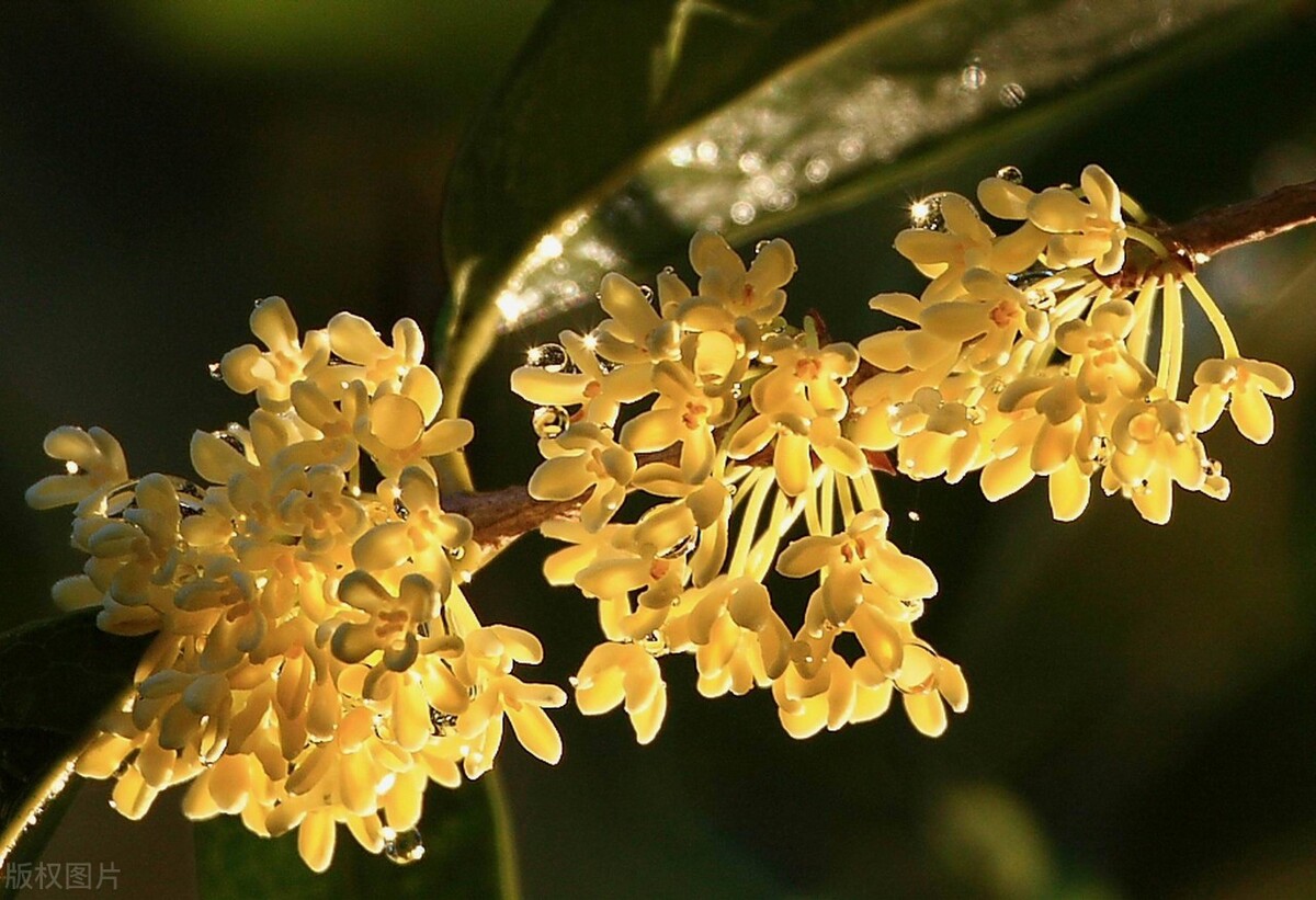 魂牵梦萦的桂花村（云樵）