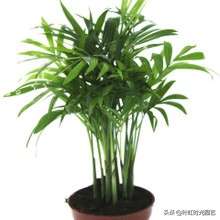 琚栫弽妞板瓙濡備綍闀垮緱缈犵豢,鐑甫缁挎琚栫弽妞板瓙