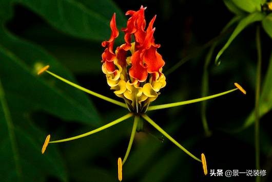 全球最贵的一种花是什么,全球最贵的十盆花