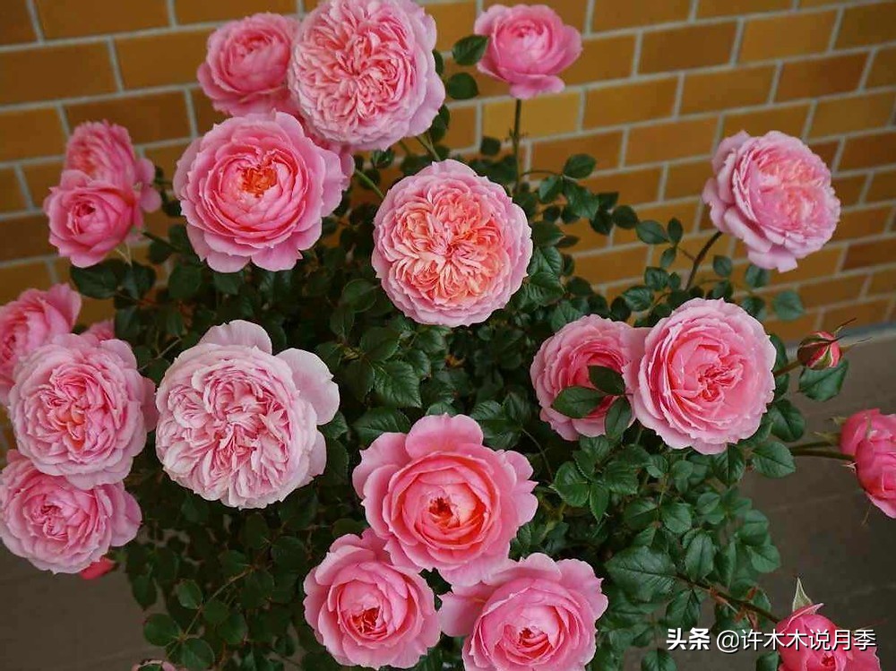月季品种大全怎样养好月季,月季哪个品种好养一点