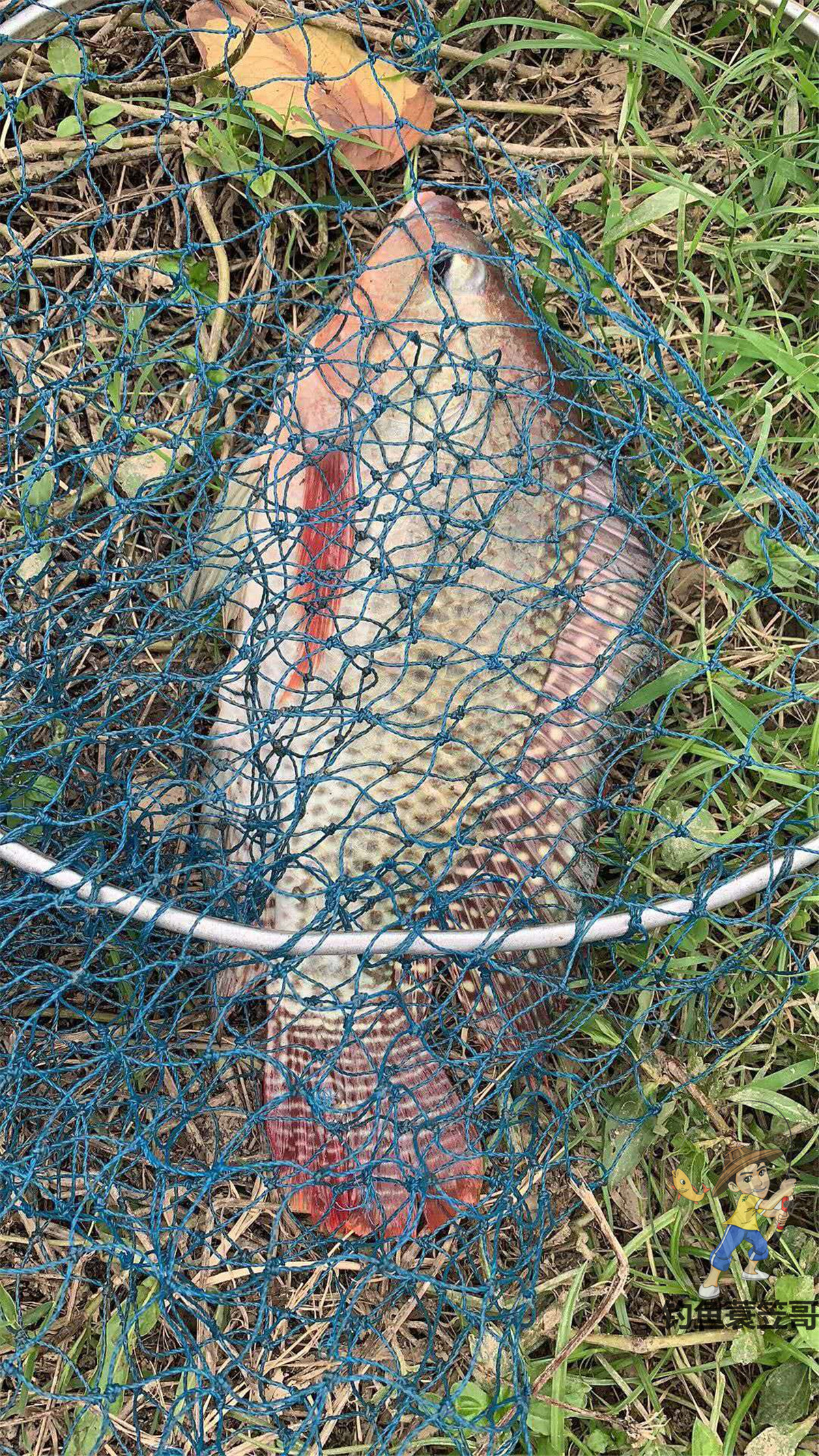 小鱼太闹怎么钓鲫鱼,小鱼太闹了用什么饵