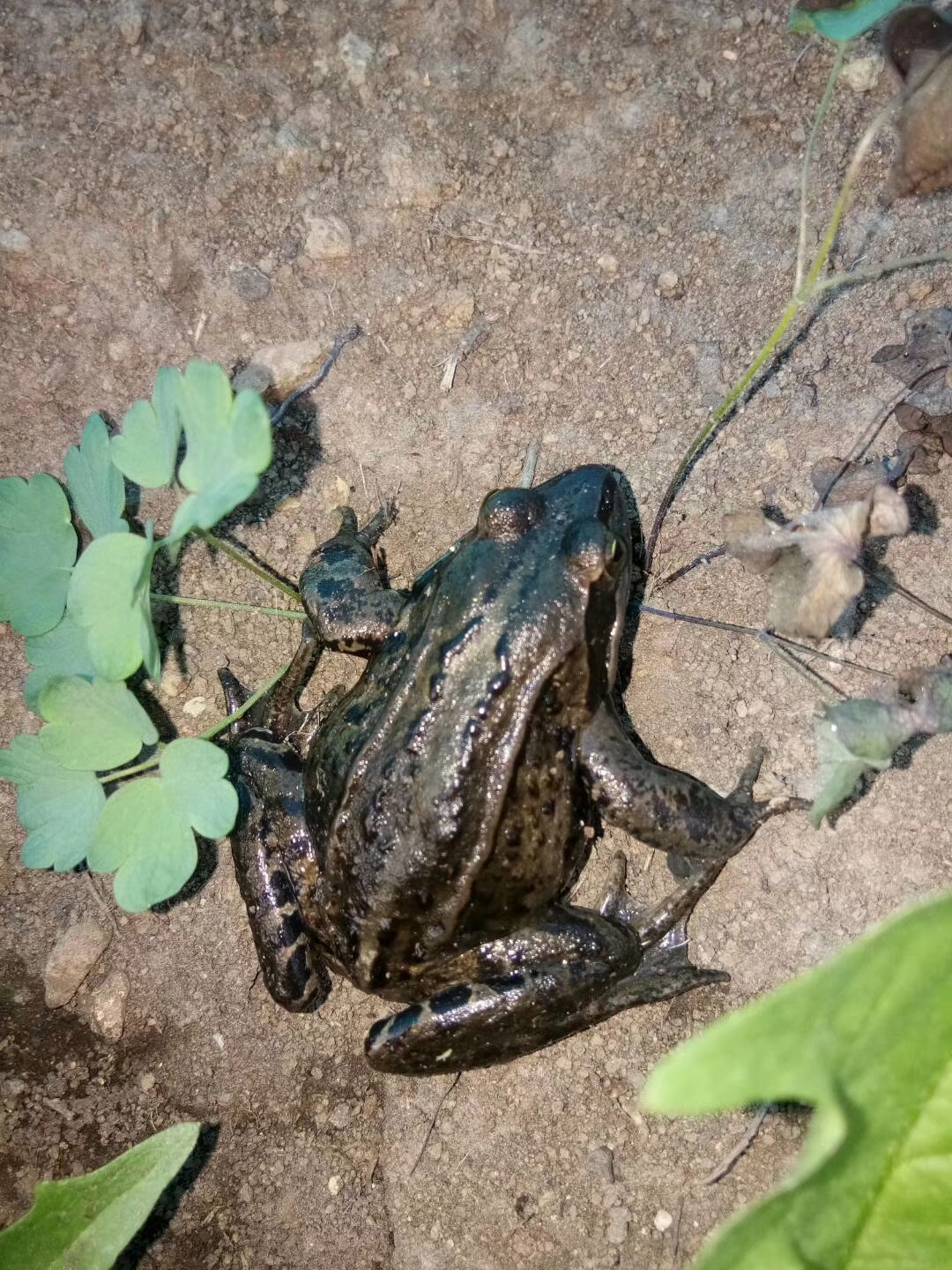 林蛙为什么是保护动物,东北林蛙为什么不受保护