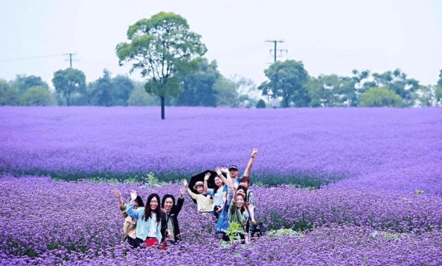 美哭了天津薰衣草花海盛放,美cry