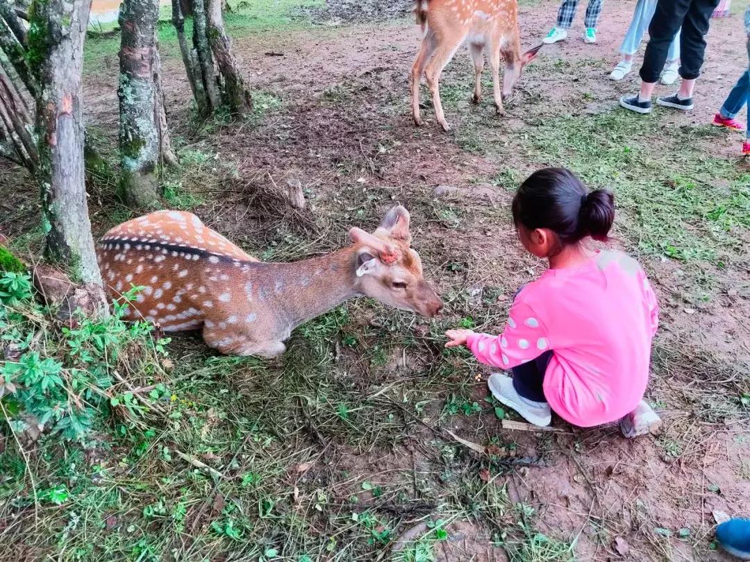 神农架攻略书,重庆出发神农架三日自驾游攻略