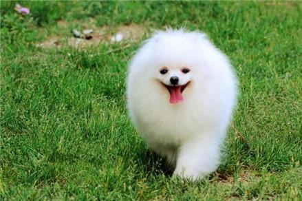 在养宠物之前要做什么,在养狗之前慎重考虑