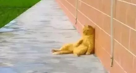 猫圈总结,猫圈玄学刚出生的猫