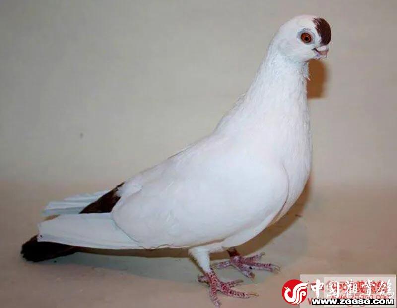 北京鸽哨制作,北京鸽哨晨曲