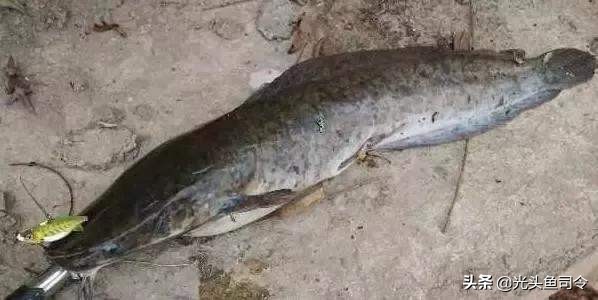 短短30年,从街边美食,到臭名昭著,埃及塘虱鱼经历了什么?