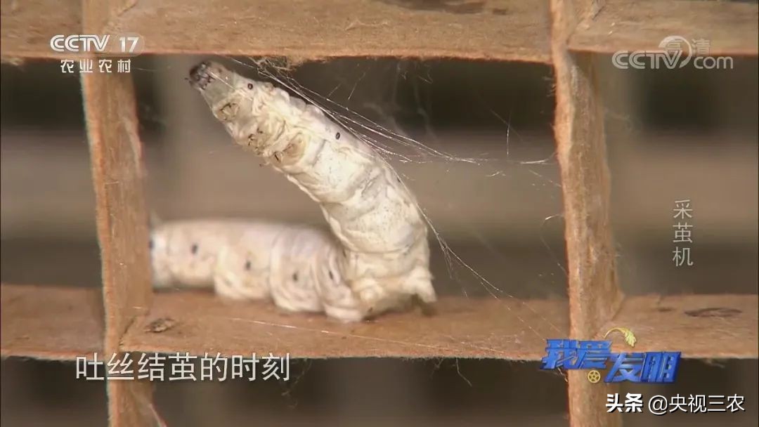 高效蚕茧脱茧机,养蚕取茧机器多少钱一台