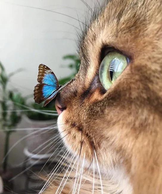 猫眼中好看的猫照片,猫眼猫咪原图