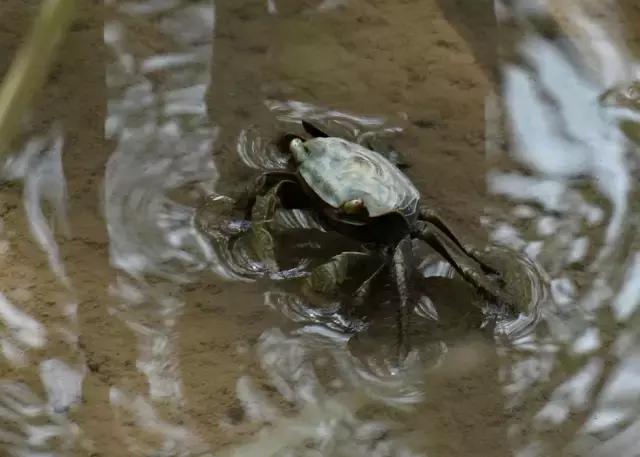 恐怖10道奇葩美食,奇葩恐怖食物