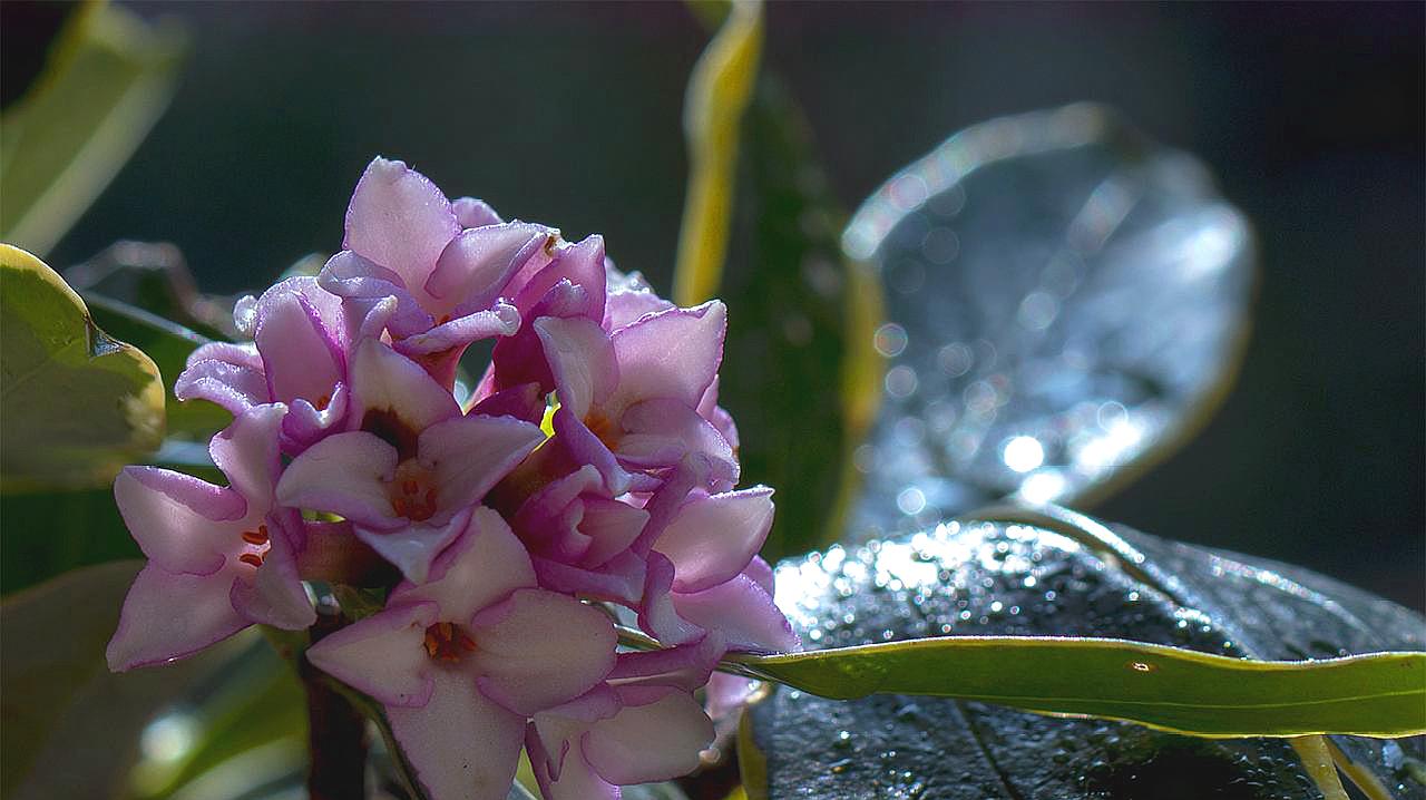 樱花植物有哪些品种,植物世界系列