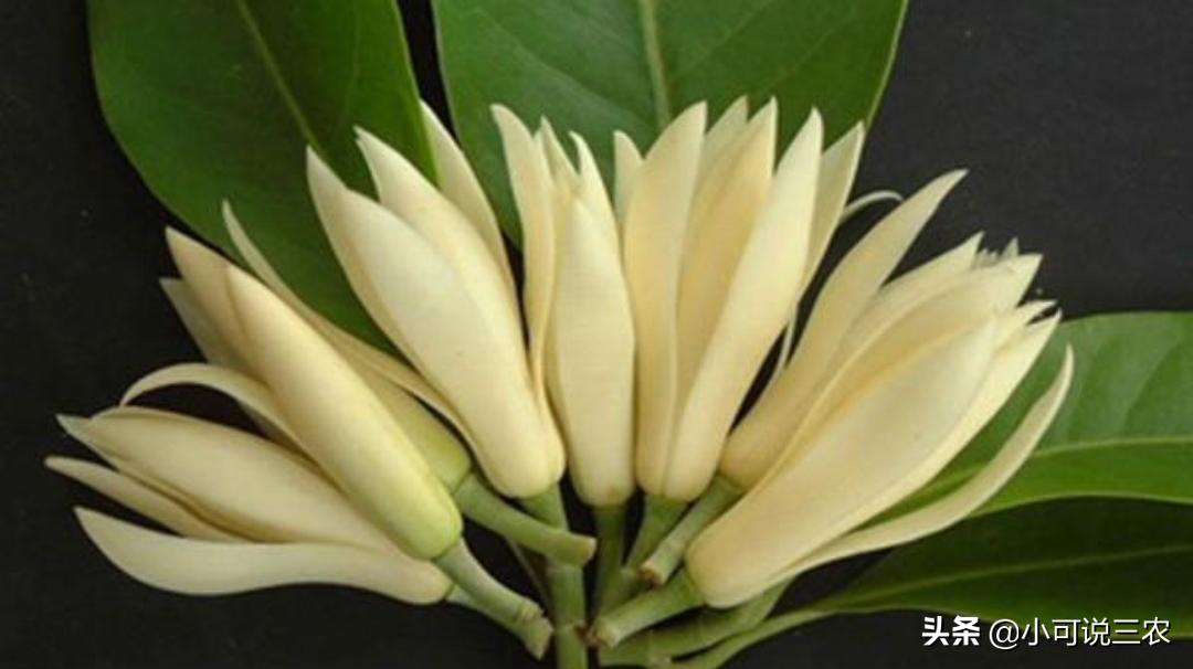 比香水还香的7种花卉白兰花,十大最香的花排名白兰花