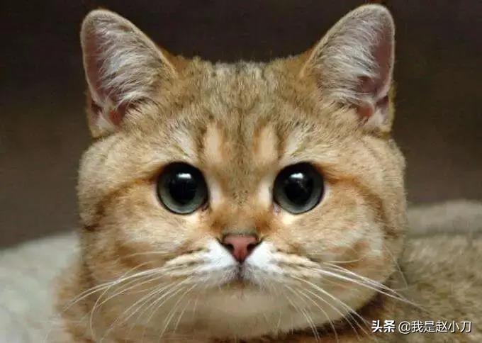 眼科半飞秒手术有什么风险吗,眼科手术都有哪些