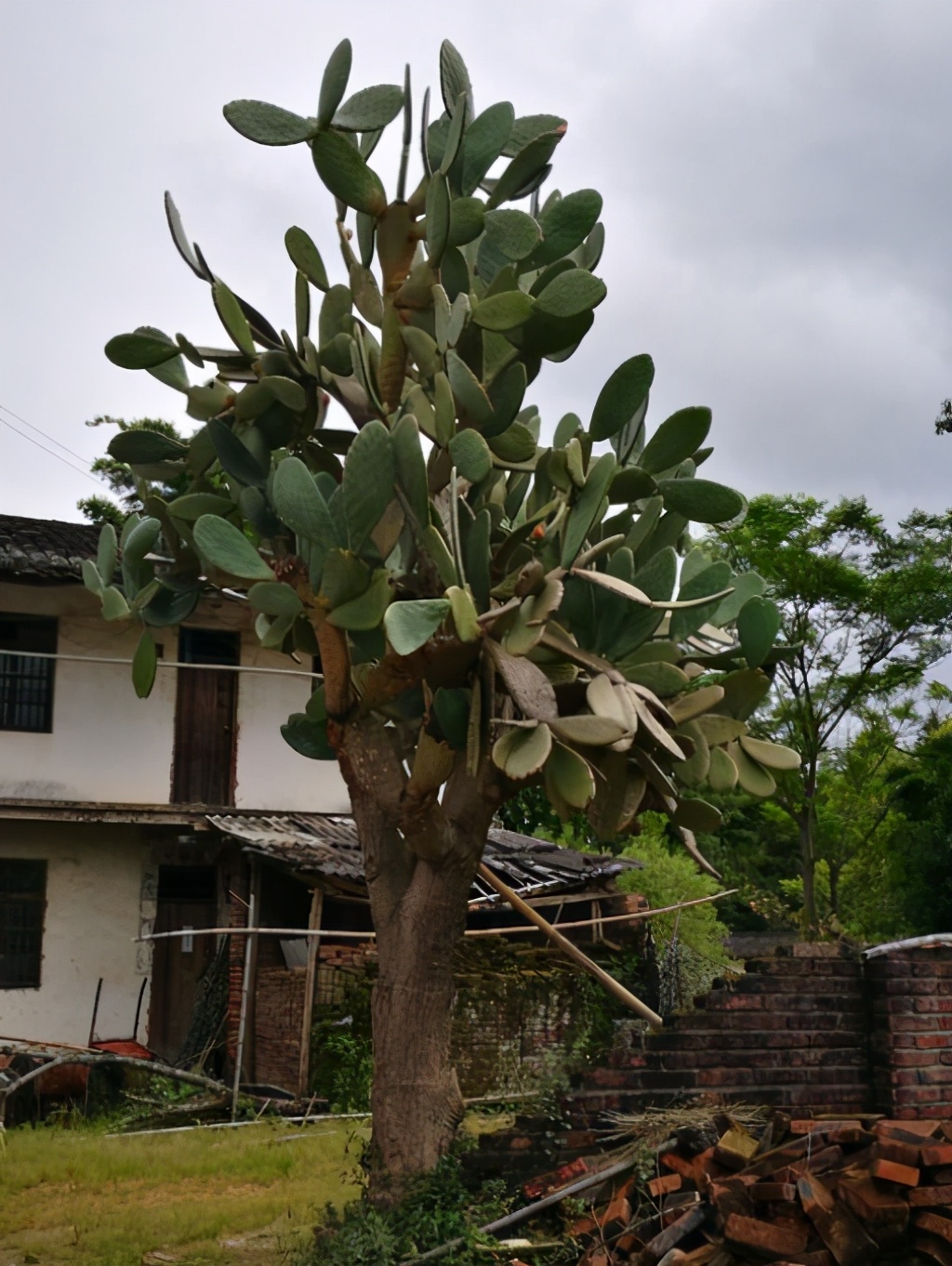 院子里种棵“仙人树”，花开香气飘飘，果熟收获满满
